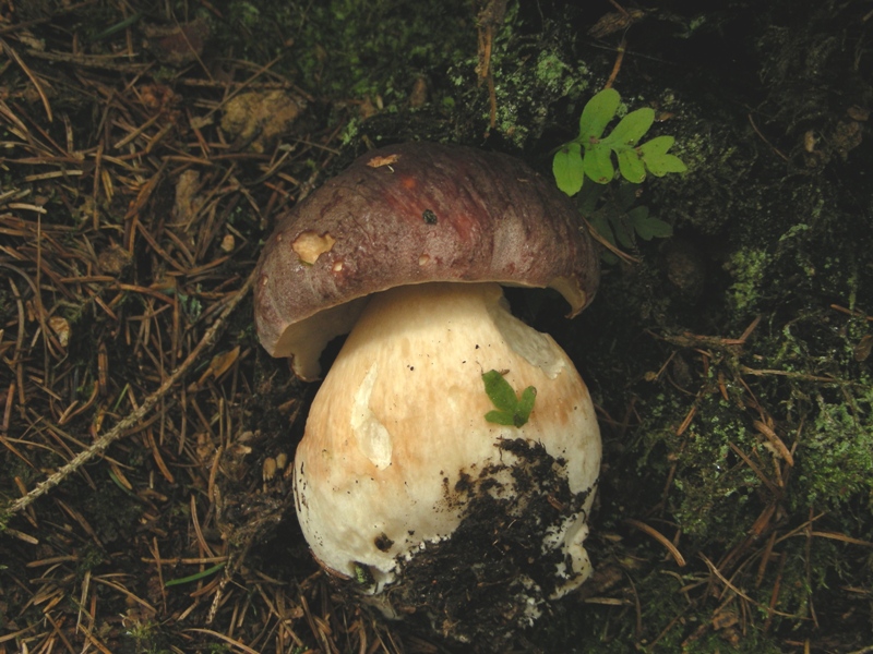 Boleti trentini, chi soffre d''invidia o siccit� non guardi